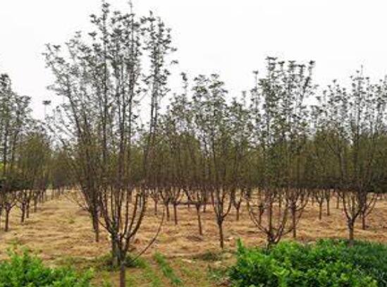 湖南花木基地哪個苗圃基地的綠化苗木規(guī)?；揖G化苗木標準化！