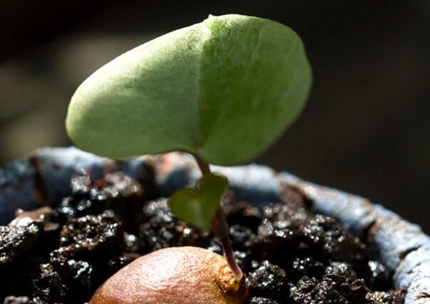 木質莖的植物有哪些?他們又叫木本植物.