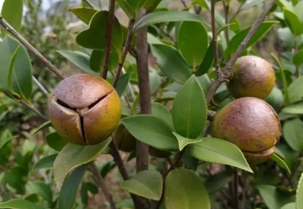 榨茶油要曬干嗎(油茶籽曬干榨油要多干)