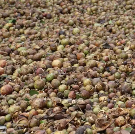 茶油籽干濕度(油茶籽的籽曬得越干越好嗎)