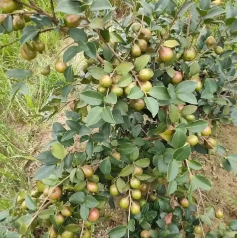 新品種茶油樹(良種油茶樹)