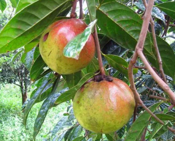 浙江山茶油代工(浙江山茶油代工廠有哪些)