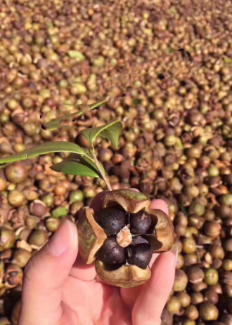 一般茶油價格(市場價茶油多少錢一斤)