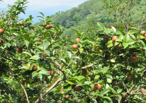 茶油樹在哪里多(什么是油茶樹)