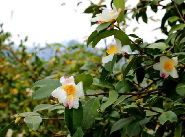 白花油茶種植前景？