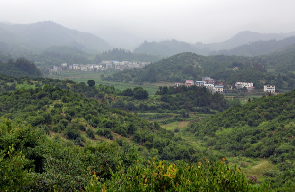 油茶籽油產(chǎn)地(茶油的產(chǎn)地)