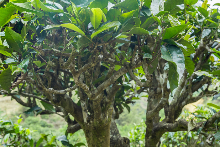 巴達(dá)山茶葉介紹(巴達(dá)山野生大葉茶)