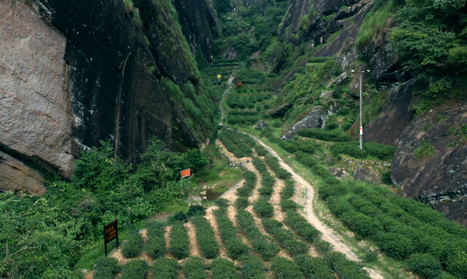 武夷山市茶葉網(wǎng)(武夷山茶葉信息網(wǎng))