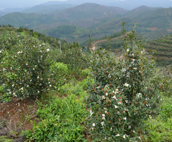 中國茶籽油主要產(chǎn)區(qū)(中國茶籽油主要產(chǎn)區(qū)在哪里)