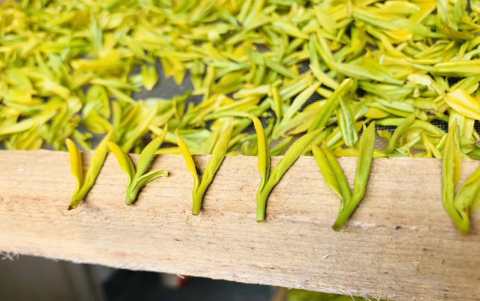 黃芽茶葉是什么茶(黃芽屬于什么茶葉)