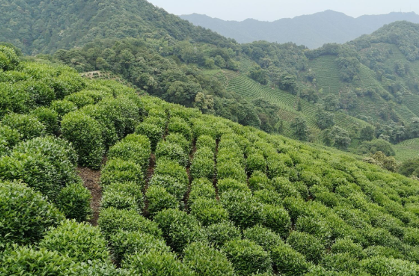 茶葉之鄉(xiāng)是哪里(中國(guó)的茶鄉(xiāng)在哪里)