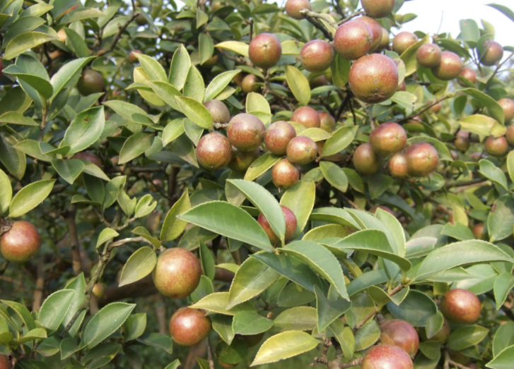 茶油樹(shù)生長(zhǎng)多少年(油茶樹(shù)壽命多少年)