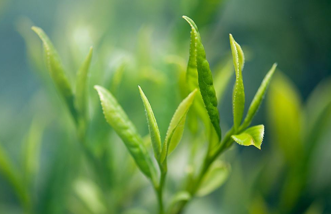 茶葉的別稱(茶葉的別稱云華)