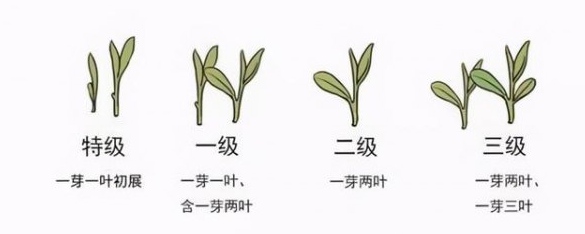 茶葉等級(jí)如何區(qū)分(茶葉等級(jí)劃分)