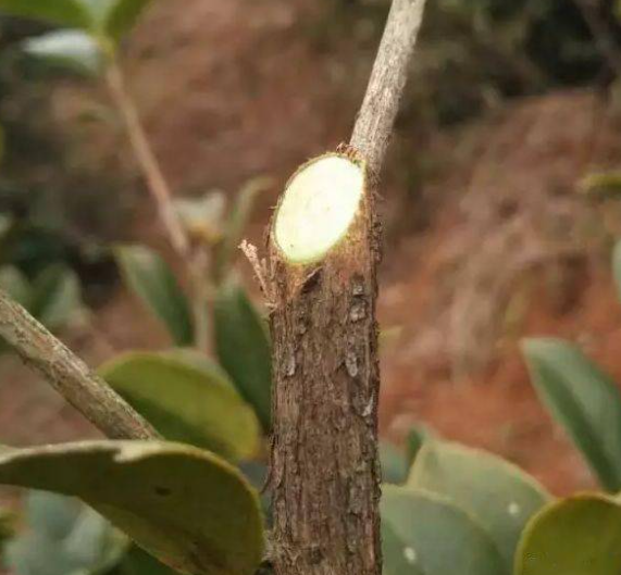 茶油樹的種植技巧與方法