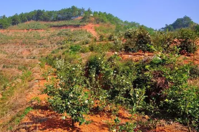 山茶油樹種植技術(shù)