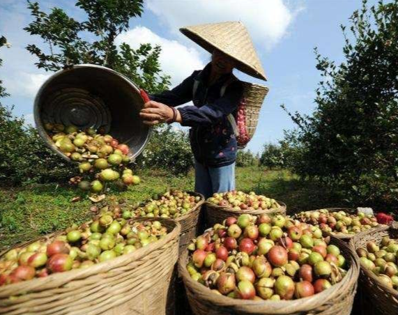 茶油樹苗什么品種好的