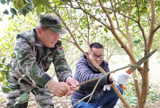 茶油樹(shù)修枝的方法和作用