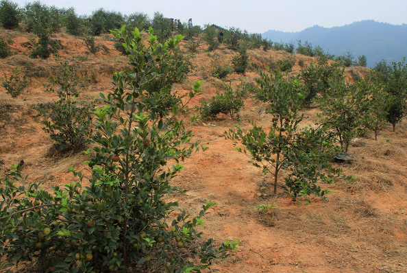 茶油樹的土壤要求