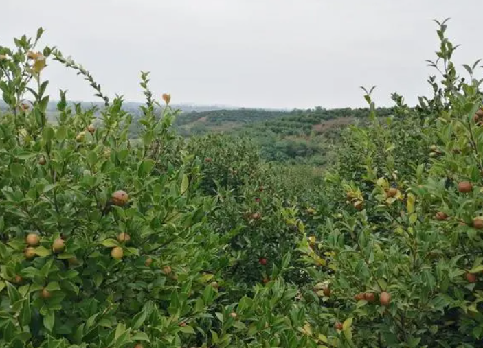 油茶渾身是寶，為什么種植油茶的人少之又少？