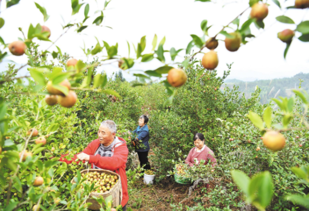 中國(guó)有一種“山茶油”，驚艷了全世界！