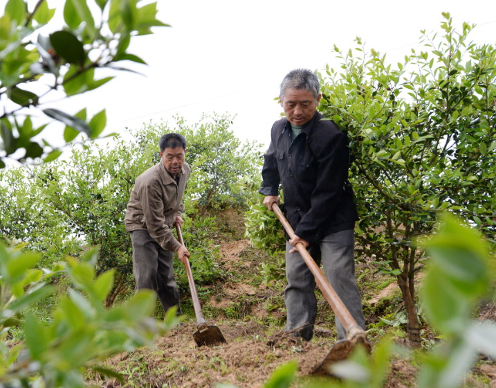 油茶樹種植技術(shù)及管理方法