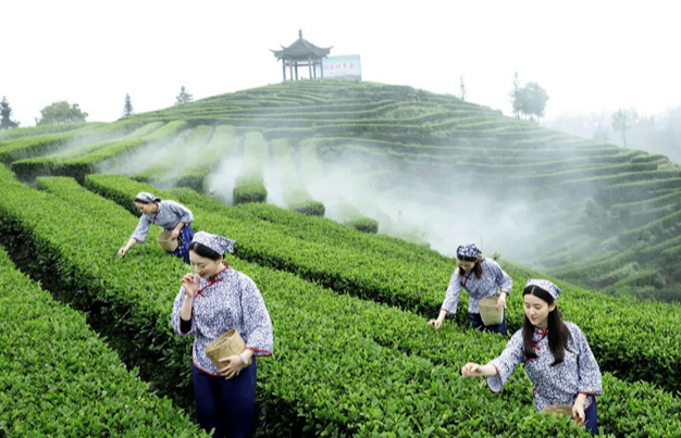 茅山春茶陸續(xù)進(jìn)入采摘期