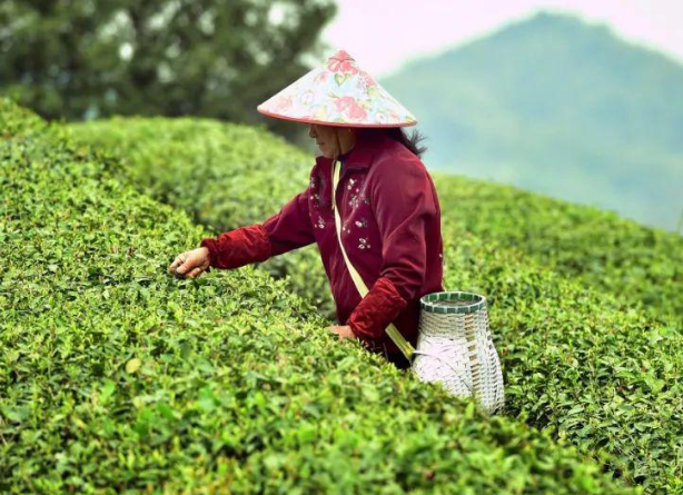 義烏赤岸“明前茶”開采