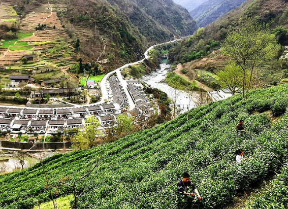 陽壩鎮(zhèn)茶葉采摘加工體驗基地正式開放啦！