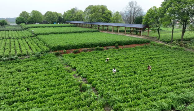 茶鋪茶場(chǎng)管理區(qū)：春茶采摘忙