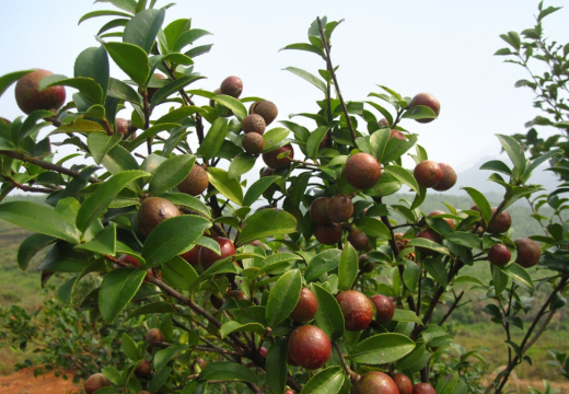 東至縣堯渡鎮(zhèn)：種植油茶樹 走出致富路